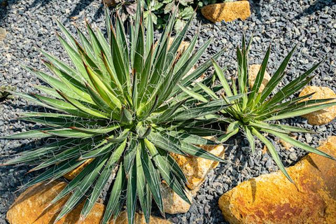 Yucca Succulent plant