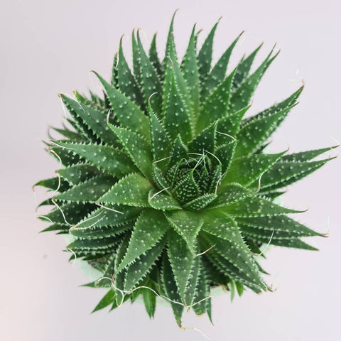 Lace Aloe Succulent plant