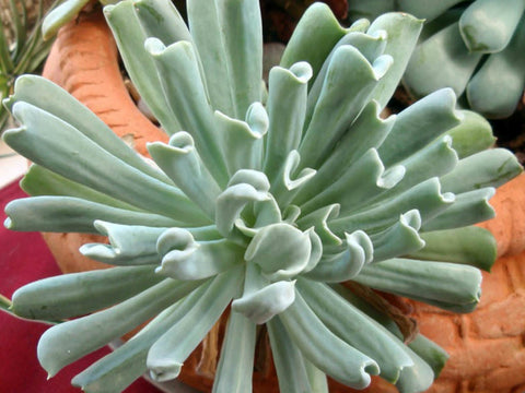 Runyonii Echeveria - Topsy Turvy Succulent Plant