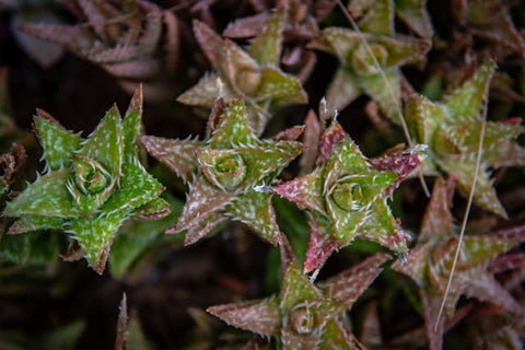 tiger tooth aloe Succulent Plant