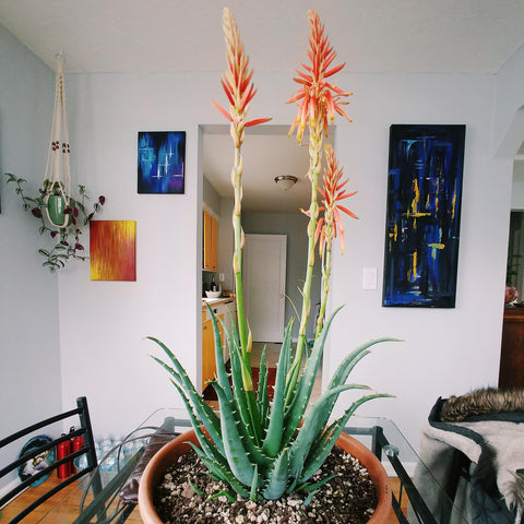 Blooming Aloe Vera Succulent Plant