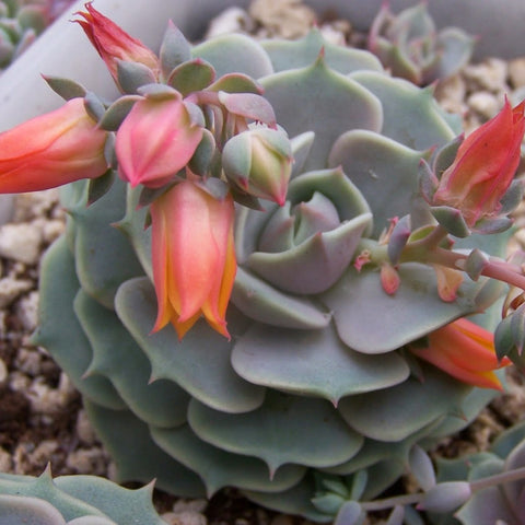 Blooming Echeveria Lola Succulent Plant