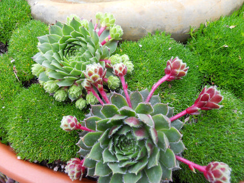 Blooming Sempervivum succulents plant