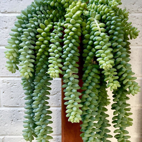 Burros Tail Succulent Plant