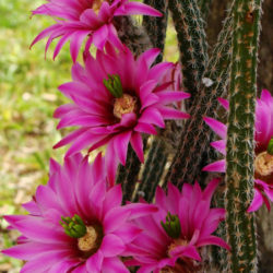 Cactus Plant with Pink Flowers