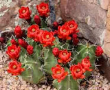 Claret Cup cactus Plant