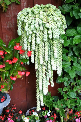 Donkey Tail Hanging Succulent Plant