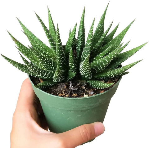 Haworthia Succulent Plant