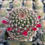 Mammillaria Cactus Plant