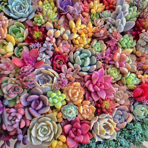 Obsessed With Succulents