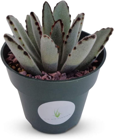 Panda Succulent Plant