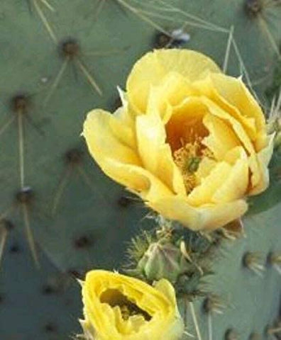 Prickly Pear Cactus Plant