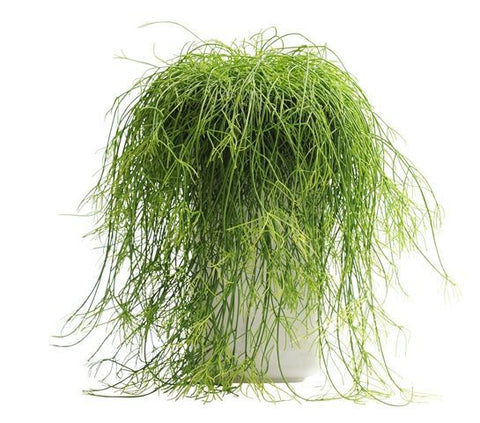 Rhipsalis Succulent Plant