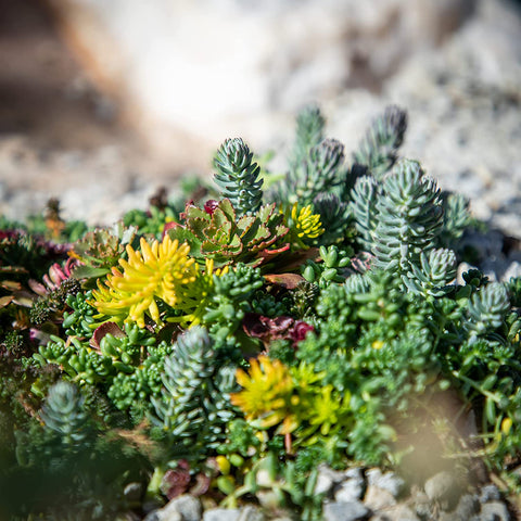 Sedum Succulent Plants