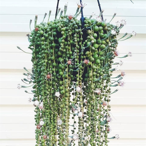 String of Pearls Succulent Plant