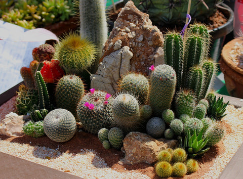 Exterior Succulent Plants