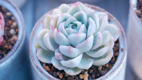 Echeveria Succulent Plant Image