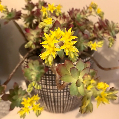 Succulent Plant With Yellow Flowers