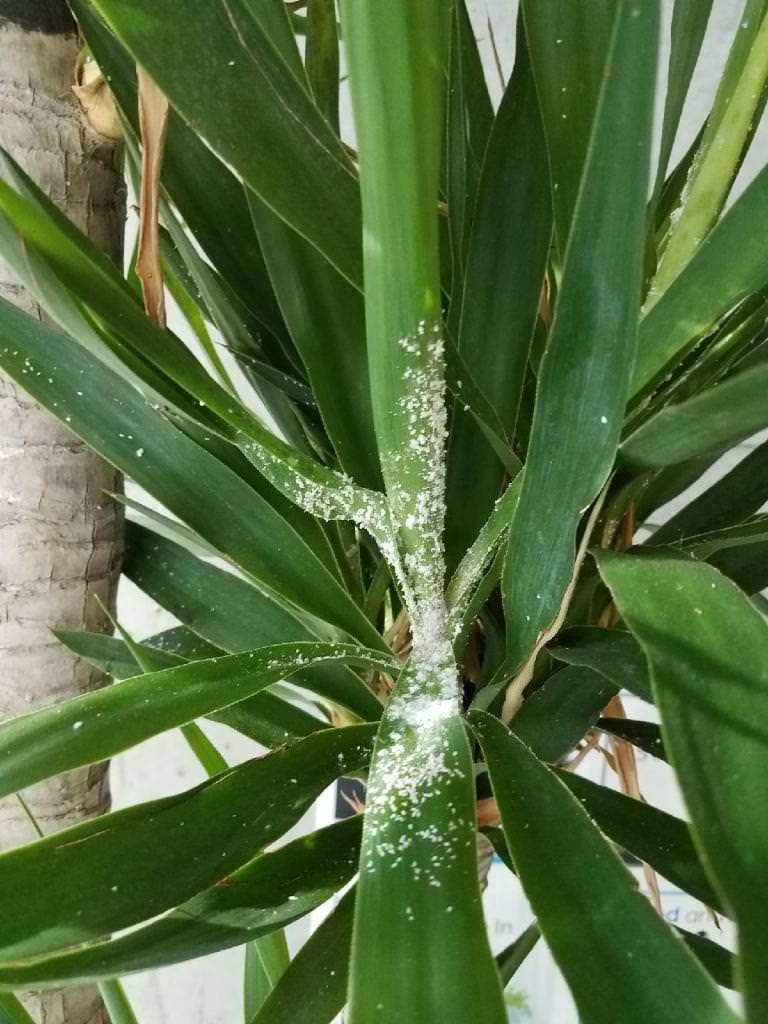 How To Get Rid Of Mealybugs