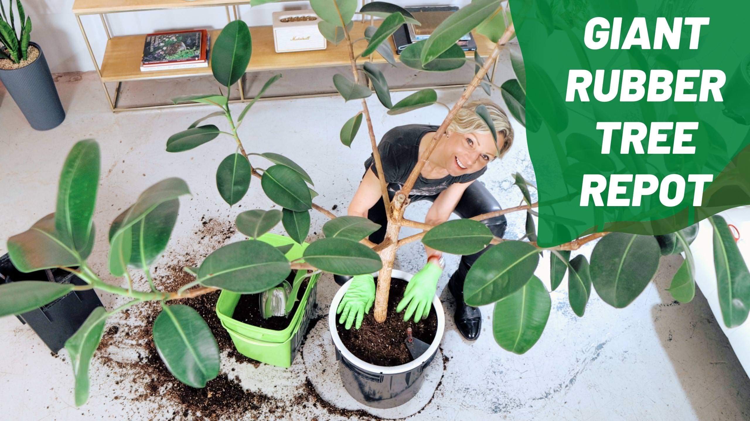 Repotting Rubber Tree