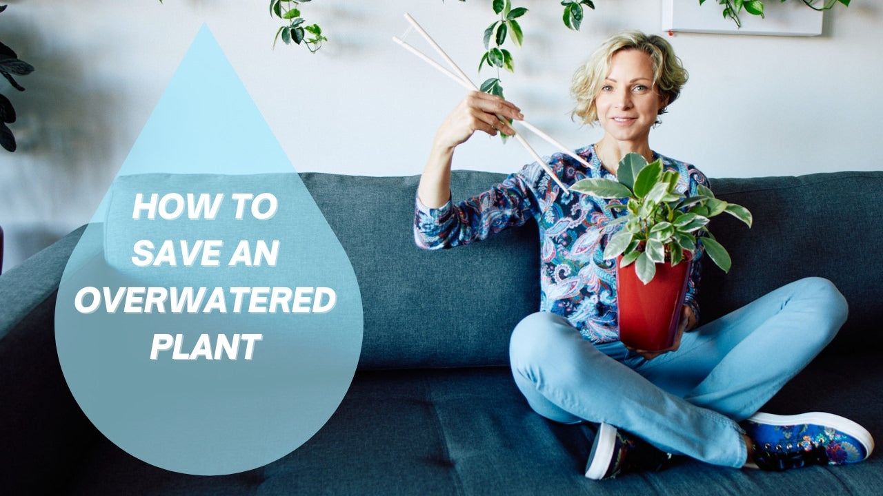 How to save an overwatered plant