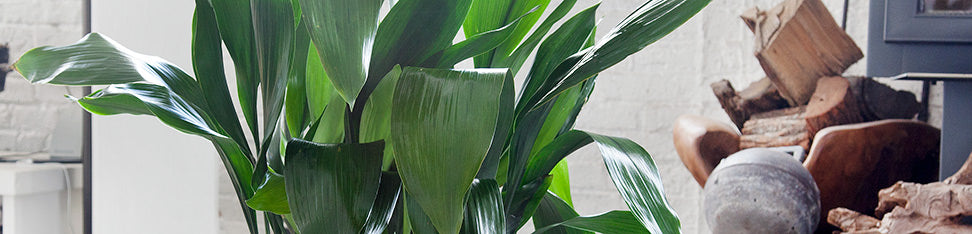 Cast Iron Plants (Aspidistra) | My City Plants