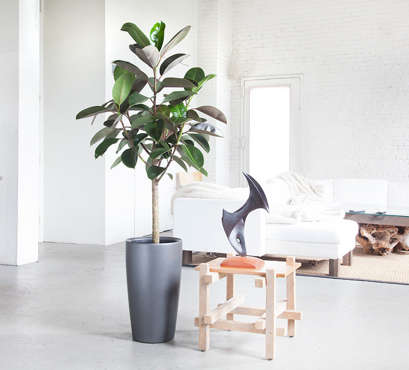 Indoor plants  NYC office and house  plant  delivery 