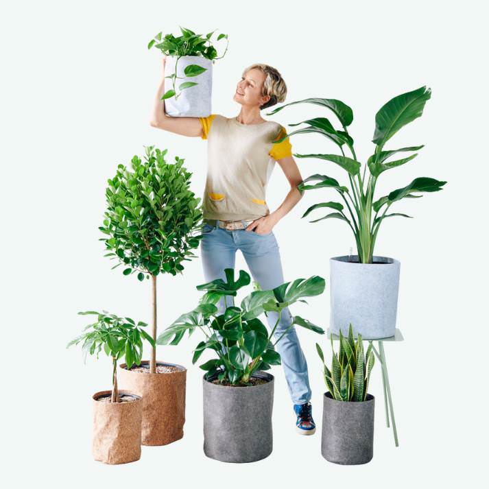 Beautiful potted plants complete with delivery in Manhattan