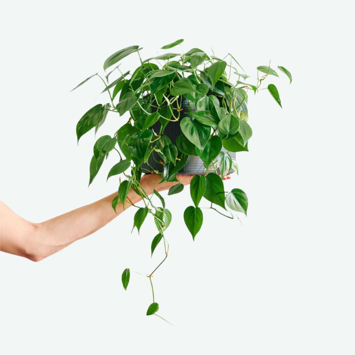 Choose a plant and get plant delivery in Manhattan