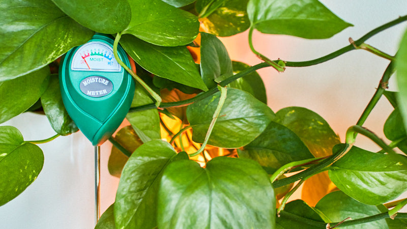 How to Use a Moisture Meter for Your Plants