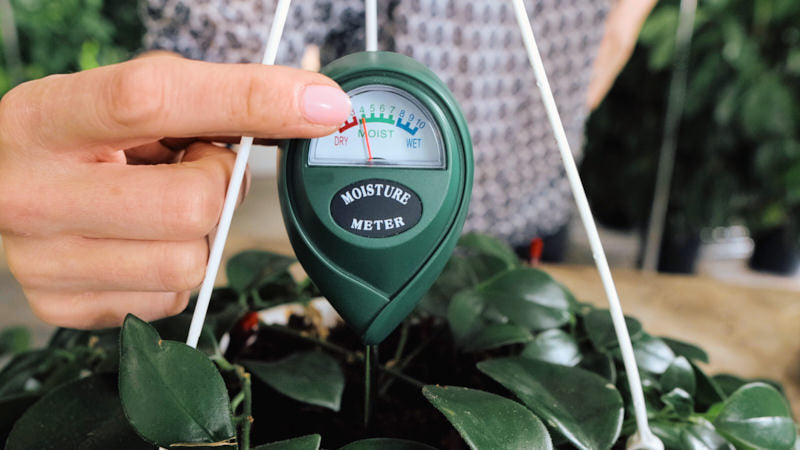 Digital Plant Thermometer, Soil Moisture Meter