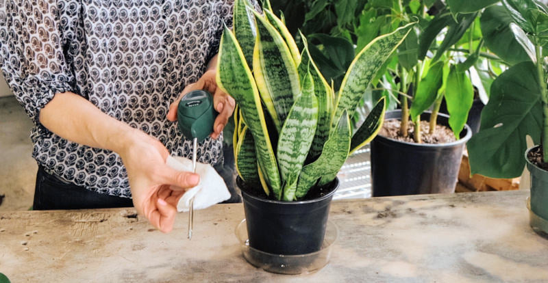 Moisture Meter - plant care - Varnish + Vine