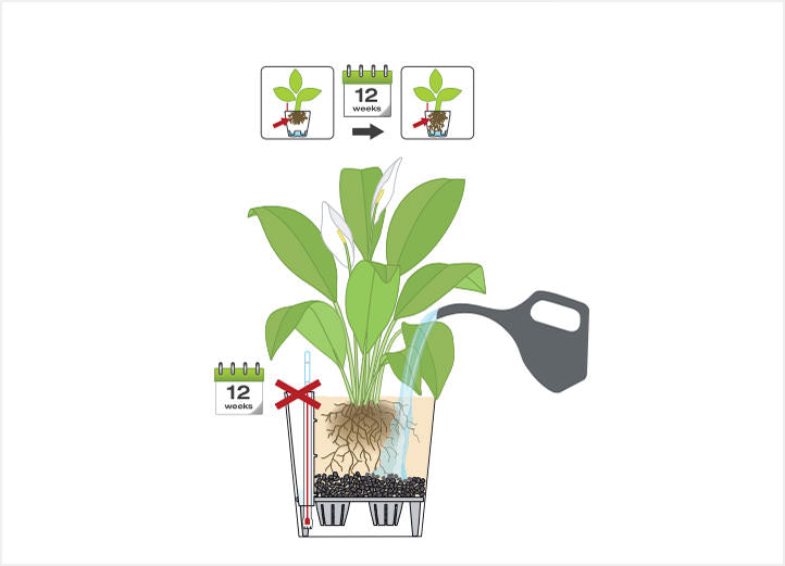 Lechuza Planter Care Instructions
