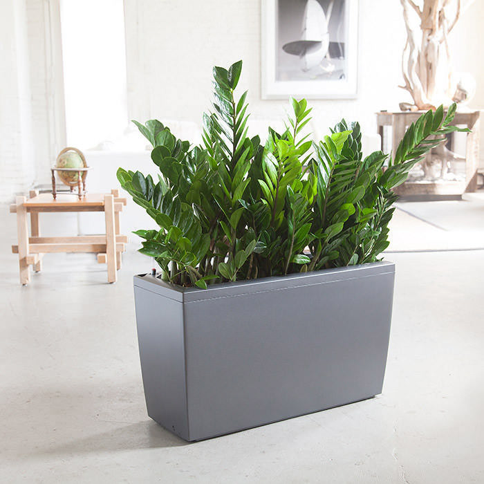 Our Resident Plant Mama Reveals the Top 5 Houseplants That Will