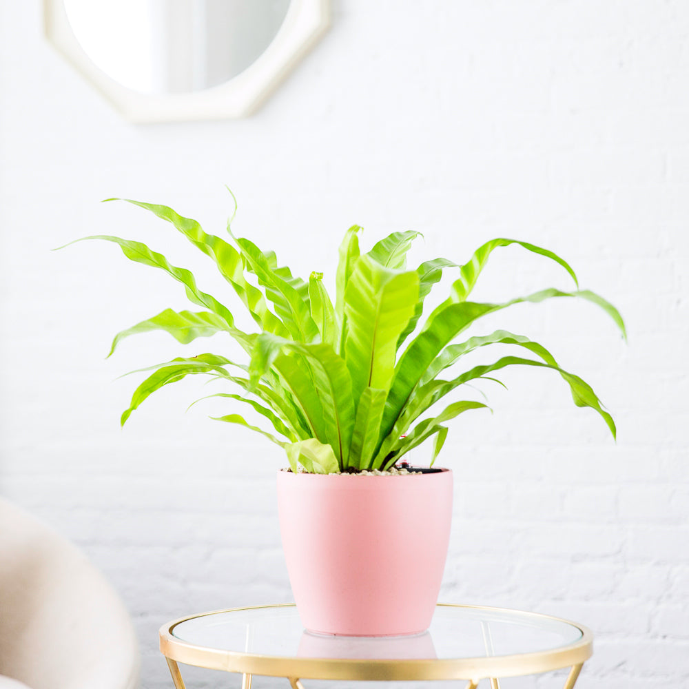 Bird S Nest Fern Potted In Classico 7 Pink Planter My City Plants