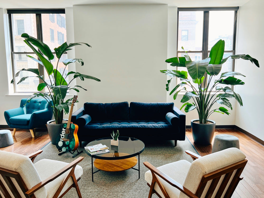 Office Plants NYC - Installation & Maintenance | My City Plants