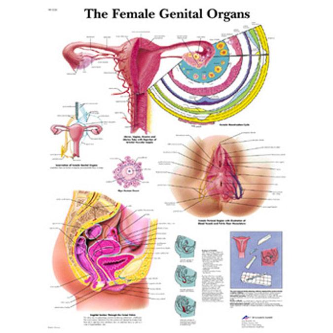 Laminated Male Reproductive Anatomy Chart | Global Protection