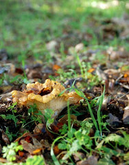 A wild chanterelle at the edge of a meadow