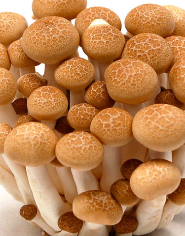 Fresh cluster of Cultivated Beech Mushrooms