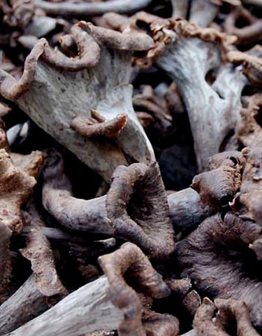 Wine Forest Fresh Wild Black Trumpet Mushrooms up close