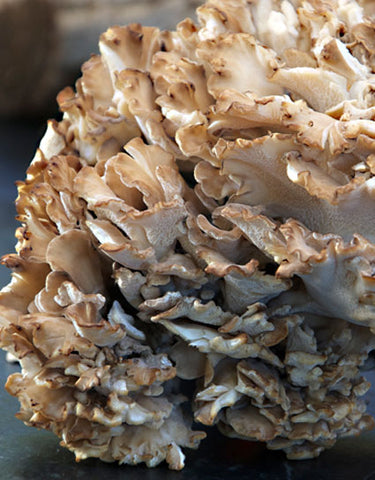 Close-up of a cultivated maitake mushroom