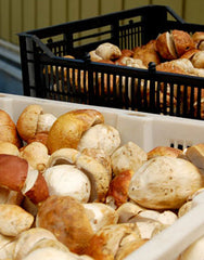 Wine Forest Wild Foods fresh wild porcini#1 mushrooms