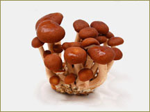 Wine Forest Wholesale Fresh Cultivated Forest Nameko Mushrooms