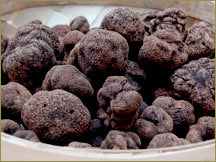 Wine Forest Wholesale Fresh Wild Himalayan Truffles (Chinese Truffles)