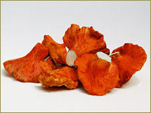 Wine Forest Wild Foods wholesale wild lobster mushrooms