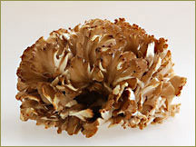Wine Forest Wholesale Fresh Cultivated Hen of the Woods / Maitake Mushrooms