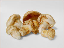 Wine Forest Wild Foods wholesale wild matsutake mushrooms