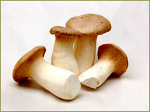 Wine Forest Wholesale Fresh Cultivated Medium King Oyster Mushrooms