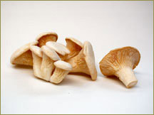 Wine Forest Wholesale Fresh Cultivated Petite King Oyster Mushrooms