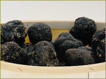 Wine Forest Wholesale Fresh Wild Summer Truffles